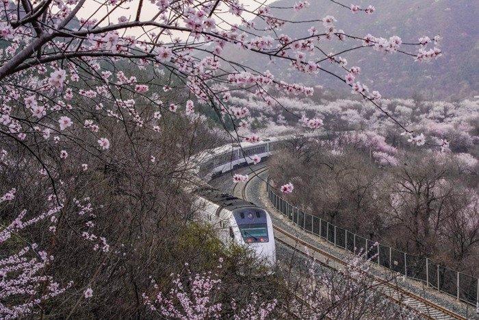 北京居庸關長城山花綻放 列車穿行花海美景如畫